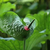 �����ߵ�Ȥ����