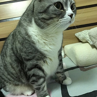 �¿ɰ�������