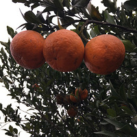 �������ӿ�ʼ��ժ��