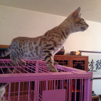 ʲô��ϡ��ɫ�ϼ�����è