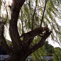 �����������ķ�ֳ��������Ҷ��ϼ�����è��̬�ȣ�