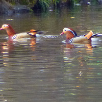 ���ɽ  ��ׯ