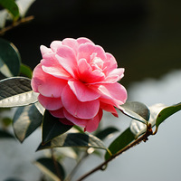 ��ׯ  ����