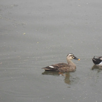 �����治�У�Ѽ��������