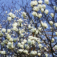 ɢ������·