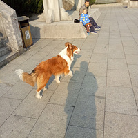 �������������ʺ��