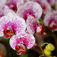 Ư���ĺ�����