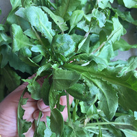 ���츳�����ʳ