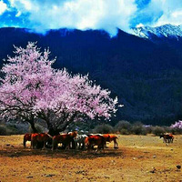 Լ�� ����