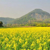 3��19�� �Ƕ���شɽ ̤�������ʯ�� ��ǧ�����ﻨ�� �����Ŵ�