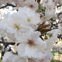 �¸���ӣָ��2?6?6?1?5