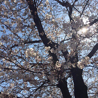 烟花四月看樱花
