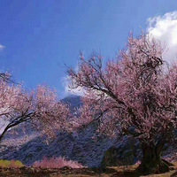 4月初，走川藏线一起去林芝看桃花