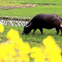 ���մ���