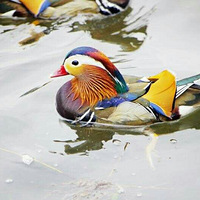 ��ɽ�����ԧ��