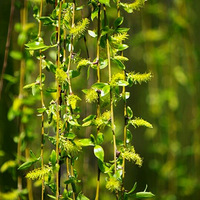 �����ߵ�����