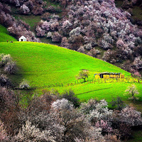 4�³�������������������ԭʼҰ���֡��½��ӻ���