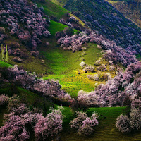 �����½�����ľ��-�����ӻ���-�������ԭ-��ľ����ɳĮ8��