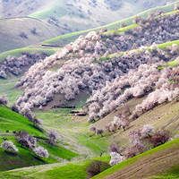 4���½���Ұ�ӻ�������ľ������ɽ�������ԭ����ȥɳĮתһȦ