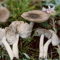 ��������ɫС��