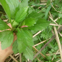 ȥ��Ұ���ˣ����ö�ö�