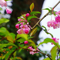 ��ů��������԰��ɫ