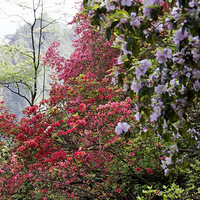 4.9 ��̨ɽ�ž�ӳɽ�졢�����ܱ���õĶž黨��