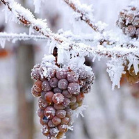 ʥ�ѷƱ��ƣ�������ѡ