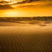 5���½�����޹�²ݻ�������,���������ԭ����ľ����ɳĮ