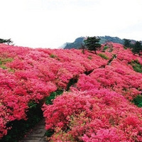 4.15����������̨ɽ�Ͷž黨��