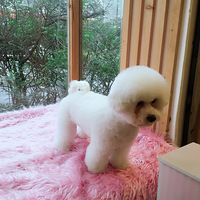 �����������ڹ���