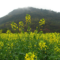 �������Ͳ˻�