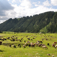 �������֣���������-��Լ�½�