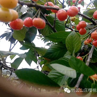 ����ĩȥ�Ķ��أ�ժӣ����Σ�������