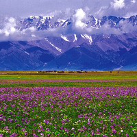 6���½���������������顿���黨��޹�²ݣ�������ɽ���ԭ