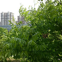 �࿴����Ҷ�����۾�����