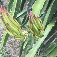 ������죬̫����Ԫ����Լ�𣡣���