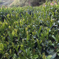 ��ɽ�Ļ���