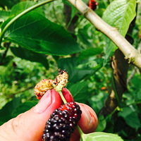 ժ����ժɣ��