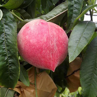 ˮ����������