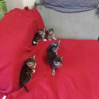 �ҵ�èè���ÿɰ�