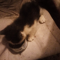 ������С��è�����Һ���������