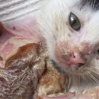 С��è�߿�׹�䣬������漣����