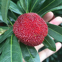 ȥ�ɾӳ���÷��Ϫ��