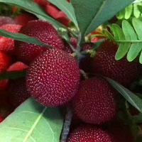 ��ĩһ��ȥ��ɽ�ϵز�ժ��÷��