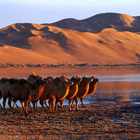 ͽ����Խ�ڸ���ɳĮ