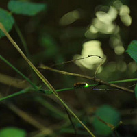 ���ڵĺ���ͯ���ﶼû��ө����ˣ�������������и���Ŷ��