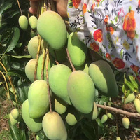 ������ʳ�ջ󡫹�����ɫâ��