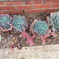 ����ҹ��ˡ���������