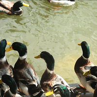 ��ʵ�濪��ũ����͵�ˣ��տ��ĺõط�!!!!!